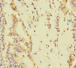 SPEM1 Antibody in Immunohistochemistry (Paraffin) (IHC (P))