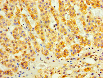 C9orf163 Antibody in Immunohistochemistry (Paraffin) (IHC (P))