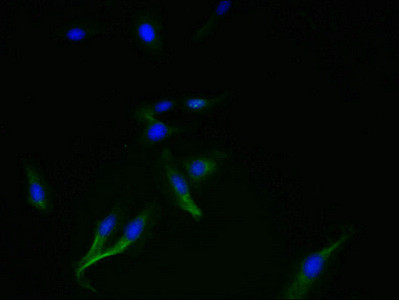 C4orf34 Antibody in Immunocytochemistry (ICC/IF)