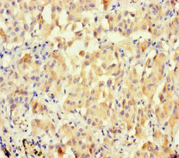 BPESC1 Antibody in Immunohistochemistry (Paraffin) (IHC (P))