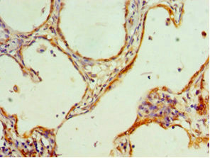 HMGN4 Antibody in Immunohistochemistry (Paraffin) (IHC (P))
