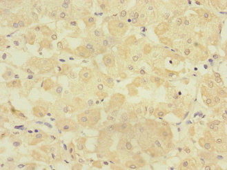 TMPRSS15 Antibody in Immunohistochemistry (Paraffin) (IHC (P))