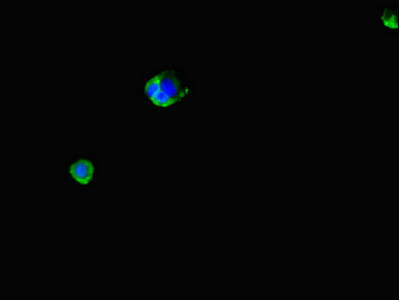 LPAL2 Antibody in Immunocytochemistry (ICC/IF)