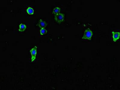 FAM46C Antibody in Immunocytochemistry (ICC/IF)