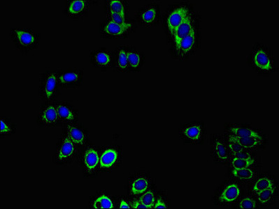 PRDX3 Antibody in Immunocytochemistry (ICC/IF)