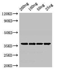 GAPDH Antibody in Western Blot (WB)