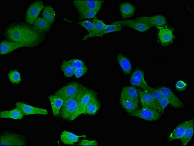 LOXHD1 Antibody in Immunocytochemistry (ICC/IF)