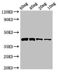Pectate lyase 1 Antibody in Western Blot (WB)