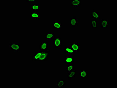 Acetyl-HIST1H2AG (Lys5) Antibody in Immunocytochemistry (ICC/IF)
