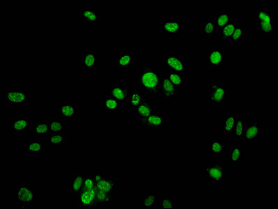 Phospho-Histone H2A (Tyr142) Antibody in Immunocytochemistry (ICC/IF)