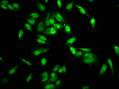 Mono-methyl-HIST1H2AG (Arg29) Antibody in Immunocytochemistry (ICC/IF)