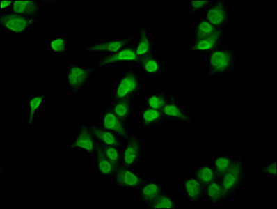 H4R35me1 Antibody in Immunocytochemistry (ICC/IF)