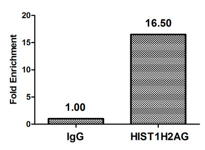 Di-methyl-HIST1H2AG (Arg29) Antibody in ChIP Assay (ChIP)