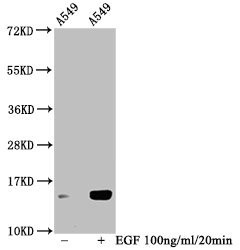 Phospho-HIST1H2BC (Ser14) Antibody in Western Blot (WB)