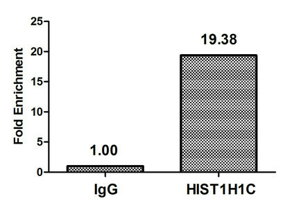 Formyl-Histone H1.2 (Lys74) Antibody in ChIP Assay (ChIP)