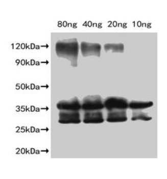 Slfn9 Antibody in Western Blot (WB)