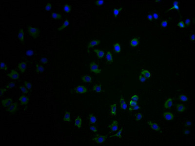 CNTNAP3B Antibody in Immunocytochemistry (ICC/IF)