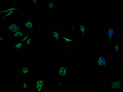 OR2A7 Antibody in Immunocytochemistry (ICC/IF)