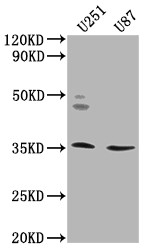 OR5K2 Antibody in Western Blot (WB)