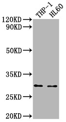 OSCAR Antibody in Western Blot (WB)