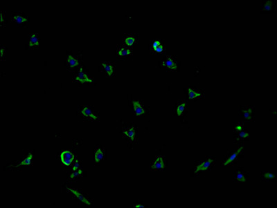 PCDHGB7 Antibody in Immunocytochemistry (ICC/IF)