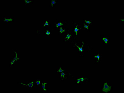 PCDHGB7 Antibody in Immunocytochemistry (ICC/IF)