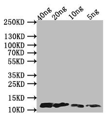 Monkeypox Virus A29L Antibody in Western Blot (WB)