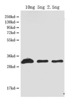 Dop1R1 Antibody in Western Blot (WB)