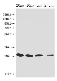 mazF Antibody in Western Blot (WB)
