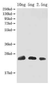 Omega-hexatoxin-Hv1a Antibody in Western Blot (WB)