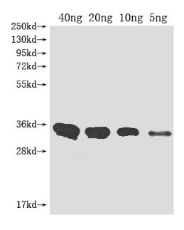 Metallo-beta-lactamase type 2 Antibody in Western Blot (WB)