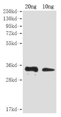 Smallpox Virus A27L Antibody in Western Blot (WB)