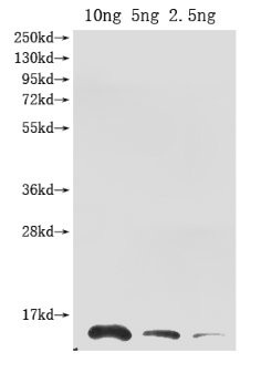 Ribonuclease Antibody in Western Blot (WB)