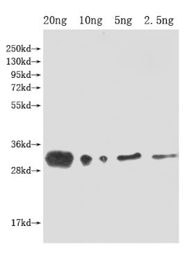 lprG Antibody in Western Blot (WB)