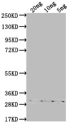ASY3 Antibody in Western Blot (WB)