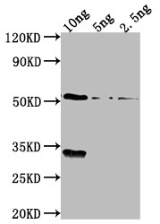 OXYR Antibody in Western Blot (WB)