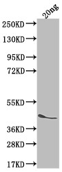 ICSA Antibody in Western Blot (WB)