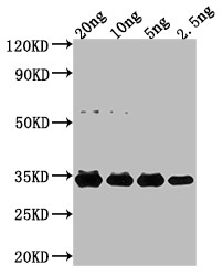 E. coli (strain K12/DH10B) NfuA Antibody in Western Blot (WB)