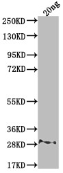 rpsL Antibody in Western Blot (WB)