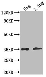 DOT5 Antibody in Western Blot (WB)