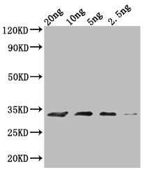MIC60 Antibody in Western Blot (WB)