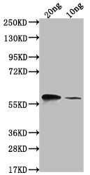 omp38 Antibody in Western Blot (WB)