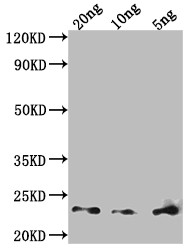 Der p 23 Antibody in Western Blot (WB)