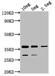 cry1Ia Antibody in Western Blot (WB)