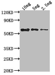mpII Antibody in Western Blot (WB)