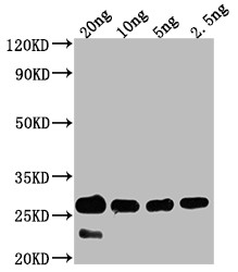 cry1Bb Antibody in Western Blot (WB)