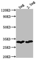 cry1Bb Antibody in Western Blot (WB)