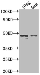 rpaA Antibody in Western Blot (WB)