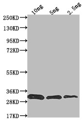 prfA Antibody in Western Blot (WB)