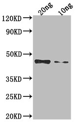 Venezuelan Equine Encephalitis Virus NSP1 Antibody in Western Blot (WB)